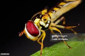 Attēlu rezultāti vaicājumam “Syrphus sp.”