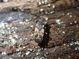 Attēlu rezultāti vaicājumam “Scolopostethus thomsoni”