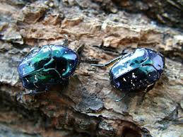 Attēlu rezultāti vaicājumam “Potosia cuprea imago”