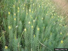 Attēlu rezultāti vaicājumam “Linaria vulgaris leaf”