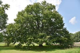 Attēlu rezultāti vaicājumam “Corylus colurna”