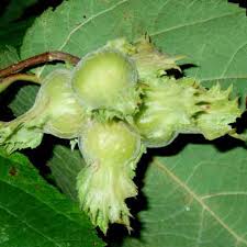 Attēlu rezultāti vaicājumam “Corylus avellana fruit”