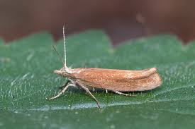 Attēlu rezultāti vaicājumam “Ypsolopha parenthesella”