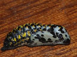 Attēlu rezultāti vaicājumam “Euphydryas maturna pupa”