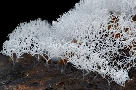 Attēlu rezultāti vaicājumam “Ceratiomyxa fruticulosa sessile”