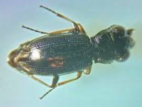 Attēlu rezultāti vaicājumam “Notiophilus germinyi”