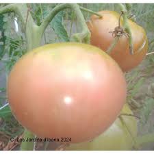 Afbeeldingsresultaat voor black elephant tomato