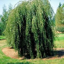 Attēlu rezultāti vaicājumam “Betula pendula Youngii”