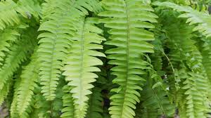 Image result for НЕФРОЛЕПИС (Nephrolepis