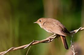 Image result for Luscinia luscinia