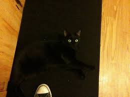 Image result for invisible cat