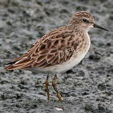 Image result for Calidris subminuta