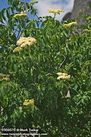 Attēlu rezultāti vaicājumam “Sambucus nigra flower”