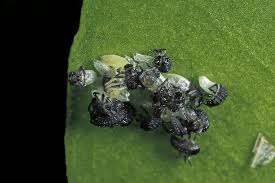 Attēlu rezultāti vaicājumam “Adalia bipunctata larva”