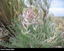 Attēlu rezultāti vaicājumam “Oxyrrhynchium hians var. rigidum macro”