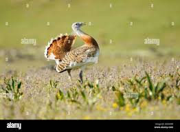 Image result for Otis tarda