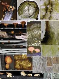 Attēlu rezultāti vaicājumam “Hymenoscyphus fraxineus”