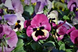 Image result for Veilchen