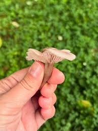 Attēlu rezultāti vaicājumam “Collybia sp.”