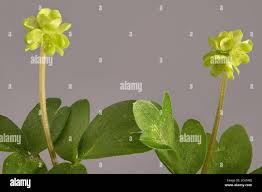 Attēlu rezultāti vaicājumam “Adoxa moschatellina leaf”