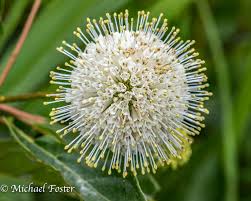 Attēlu rezultāti vaicājumam “Rubiaceae”