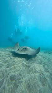 Image result for Dasyatis pastinaca