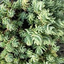 Attēlu rezultāti vaicājumam “Sedum hispanicum”