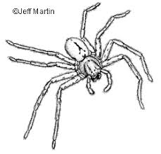 Image result for crab spider