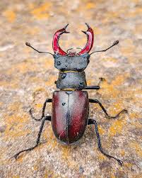 Attēlu rezultāti vaicājumam “Acilius sulcatus female”