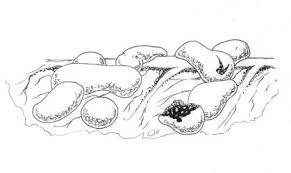 Attēlu rezultāti vaicājumam “Physarum cinereum sessile”