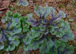 Attēlu rezultāti vaicājumam “Pellia”