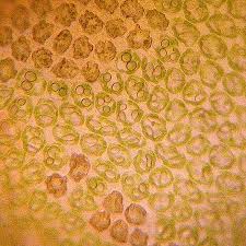 Attēlu rezultāti vaicājumam “Nardia scalaris cells”