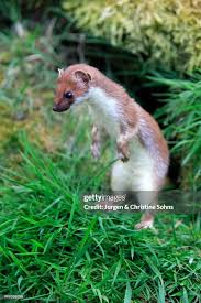 Attēlu rezultāti vaicājumam “Mustela erminea adult”