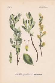 Attēlu rezultāti vaicājumam “Salix myrtilloides”