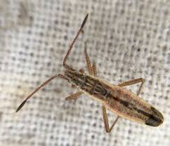 Attēlu rezultāti vaicājumam “Myrmus miriformis”