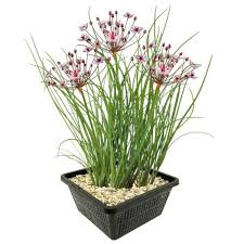 Attēlu rezultāti vaicājumam “Butomus umbellatus”