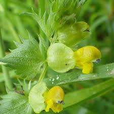 Attēlu rezultāti vaicājumam “Rhinanthus minor flower”
