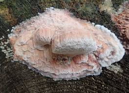 Attēlu rezultāti vaicājumam “Leptoporus mollis”