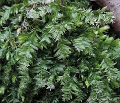 Attēlu rezultāti vaicājumam “Plagiothecium nemorale”