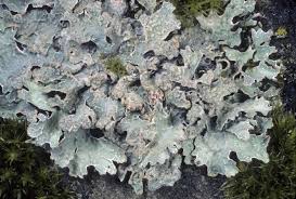 Attēlu rezultāti vaicājumam “Parmelia sulcata”