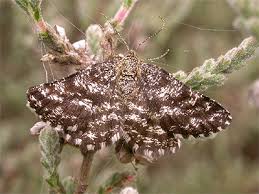 Attēlu rezultāti vaicājumam “Ematurga atomaria male”