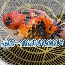 Image result for 金魚