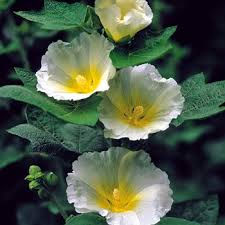 Image result for Alcea rosea `Appleblossom`