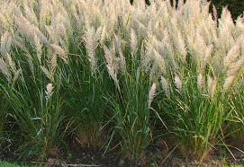 Attēlu rezultāti vaicājumam “Carex chordorhiza”