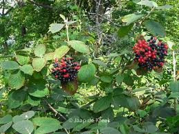 Attēlu rezultāti vaicājumam “Viburnum lantana”