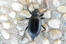 Attēlu rezultāti vaicājumam “Blaps mortisaga”