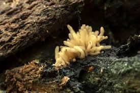 Attēlu rezultāti vaicājumam “Heterotrichia obvelata (syn. Arcyria obvelata) young”