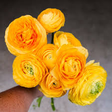 Attēlu rezultāti vaicājumam “Ranunculus mendax”