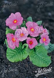 Image result for Primula elatior