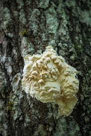 Attēlu rezultāti vaicājumam “Junghuhnia pseudozilingiana”